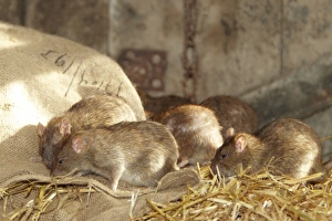 Brown Rat (Rattus norvegicus) adults, group foraging in barn, Devon, England (captive)