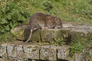 Brown Rat (Rattus norvegicus) two adults, feeding on bricks at edge of ditch, Norfolk, England