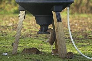 Brown Rat (Rattus norvegicus) four adults, feeding at pheasant feeder, Shropshire, England, November