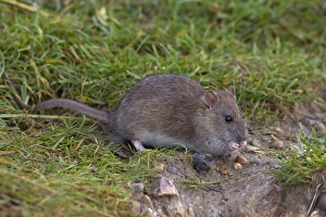 Rodent Prints: Brown Rat (Rattus norvegicus) immature