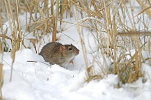 Rats Prints: Brown Rat (Rattus norvegicus) juvenile