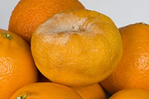 Disease Prints: Brown rot, Phytophthora citrophthora, on a tangerine, post-harvest storage rot