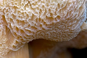 Details Prints: Brown-rot (Postia placenta) close-up detail of pores