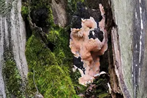 Park Prints: Brown-rot (Postia placenta) growing over decaying tree stump