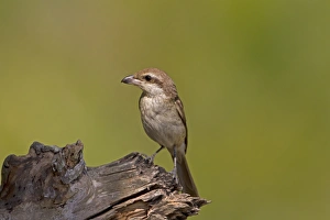 South Asia Prints: Brown Shrike (Lanius cristatus) adult