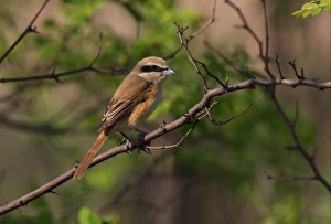 Brown Shrike (Lanius cristatus) adult, perched on branch, Hebei, China, may