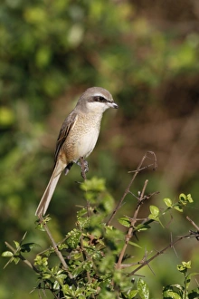 Brown Shrike (Lanius cristatus) immature, first winter plumage, perched on twig, Sri Lanka