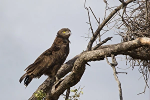 Weaverbirds Prints: Brown Snake-eagle (Circaetus cinereus) adult