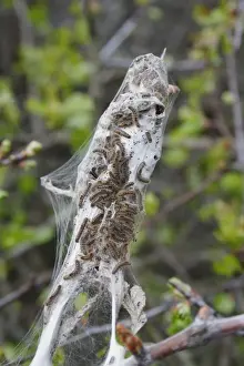 Protects Prints: Brown-tail Moth (Euproctis chrysorrhoea) caterpillars