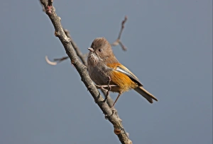 Himalayan Prints: Brown-throated Fulvetta (Alcippe ludlowi) adult