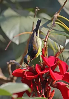 Brown-throated Sunbird (Anthreptes malacensis malacensis) adult male, feeding on nectar from flower, Siem Reap