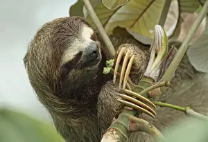 Rainforest Prints: Brown-throated Three-toed Sloth (Bradypus variegatus) adult