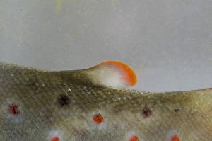 Brown Trout (Salmo trutta fario) adult, close-up of adipose fin, in tank, Nottingham, Nottinghamshire, England, January