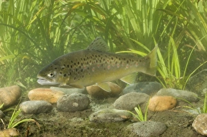 Trout Prints: Brown Trout (Salmo trutta fario) adult, swimming, Sussex, England