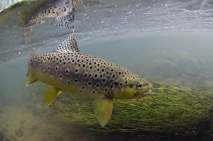 Editor's Picks: Brown Trout (Salmo trutta fario) adult