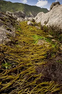 Alga Prints: Brown Tuning Fork Weed (Bifurcaria bifurcata) with other seaweeds