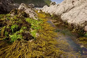 Brown Tuning Fork Weed (Bifurcaria bifurcata) with other seaweeds, attached to rocks in rockpool at low tide