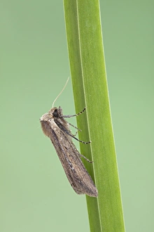 Wainscot Prints: Brown-veined Wainscot (Archanara dissoluta) adult, resting on leaf, Essex, England, july