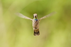 Equatorial Prints: Brown Violet-ear (Colibri delphinae) adult