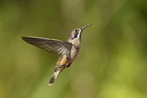 Brown Violet-ear (Colibri delphinae) adult, in flight, hovering in montane rainforest, Andes, Ecuador, November