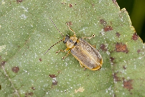 Foodplants Prints: Brown Willow Beetle (Galerucella lineola) adult