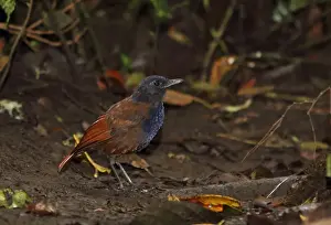Floor Prints: Brown-winged Whistling-thrush (Myophonus castaneus) adult male