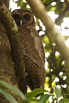 Brown Wood-owl (Strix leptogrammica ochrogenys) endemic race, adult, perched on branch at daytime roost, Sri Lanka, december