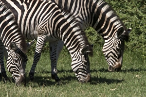 Strips Prints: Browsing Burchell sw Zebra s