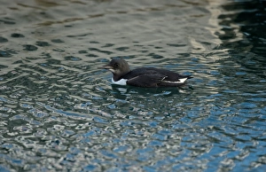 Seabird Prints: Brunnichs Guillemot (Uria lomvia) adult
