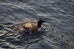 Splash Prints: Brunnich's Guillemot (Uria lomvia) adult