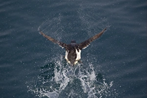 Brunnich's Guillemot (Uria lomvia) adult, summer plumage, taking off from sea, Spitzbergen, Svalbard, july