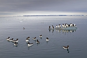 Floes Prints: Brunnich's Guillemot (Uria lomvia) adults
