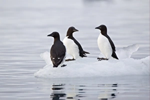 Brunnich's Guillemot (Uria lomvia) three adults, summer plumage, standing on ice floe, Spitzbergen, Svalbard, july