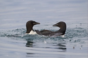 Brunnich's Guillemot (Uria lomvia) two adults, summer plumage, fighting in sea, Spitzbergen, Svalbard, july