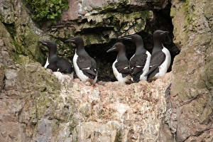Brunnich's Guillemot (Uria lomvia) five adults, summer plumage, standing on ledge of nesting cliff, Bear Island, Svalbard, june