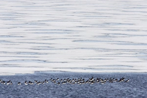 Floes Prints: Brunnich's Guillemot (Uria lomvia) flock