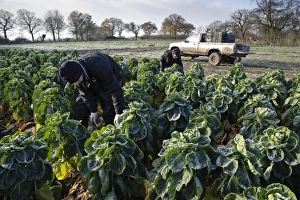 Hand Prints: Brussels Sprout (Brassica oleracea) crop