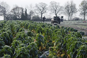 Brussels Sprout (Brassica oleracea) crop, field being harvested in frosty conditions, Arley, Cheshire, England
