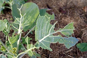 Brussels Sprout (Brassica oleracea) crop, close-up of leaf with Large White Butterfly (Pieris brassicae)