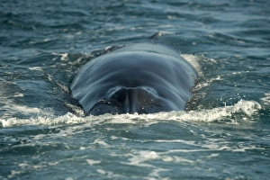Rorqual Prints: Brydes Whale (Balaenoptera edeni) adult, swimming at sea surface, offshore Port St
