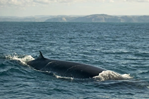 Brydes Whale (Balaenoptera edeni) adult, swimming at sea surface, offshore Port St