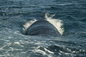 Brydes Whale (Balaenoptera edeni) adult, swimming at sea surface, offshore Port St