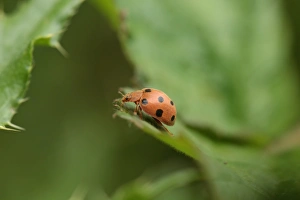 Thames Estuary Prints: Bryony Ladybird (Henosepilachna argus) adult