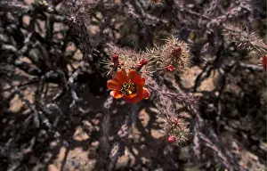 Cacti Prints: Buckhorn Cholla (Opuntia acanthocarpa) Flower - Arizona