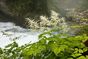 Julian Alps Prints: Buck's Beard (Aruncus dioicus) flowering