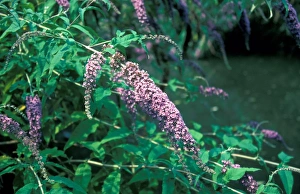 Scrophulariaceae Prints: Buddleia (Buddleia davidii)