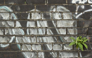 Buddleia (Buddleia davidii) garden escapee, growing in crevice of graffiti covered wall in city centre, Sheffield