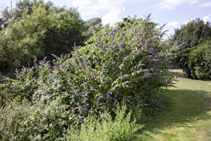 Butterfly Prints: Buddleia tree in flower. some times called Butterfly Bush