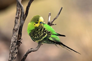 Budgerigar (Melopsittacus undulatus) adult male, preening, perched on twig, Alice Springs, Northern Territory, Australia