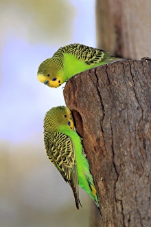 Budgerigar (Melopsittacus undulatus) adult pair, at nesthole entrance, Alice Springs, Northern Territory, Australia